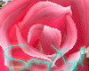 [SX]Valentine Sweet Rose