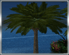 palm  tree