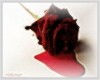 bleeding rose