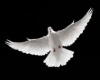 white doves dj light