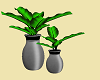 plants blackxs