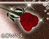 Valentines Red Rose