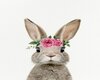 RABBIT POSTER