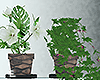 Pot Plants