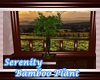 {M}Serenity Bamboo Plant