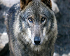 Wolf #8