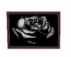 black rose picture 3
