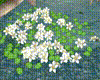 Garden Azalea White