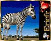 [Efr] Africa Zebra