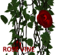 *T* Wedding Rose Vine