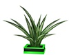 Toxic Wolf Plant