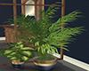 ~N~ Navy Room Plants