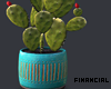 Indoor Cactus 3