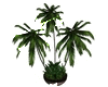 Palms Plant