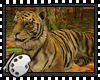 (*A) Bengal Tiger I