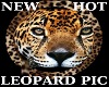 HOT LEOPARD PIC #1