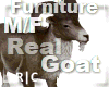 R|C Goat Brown Furniture