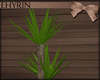E' Le Coin ~ yucca plant