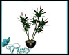 Mardi Gras Plant V2
