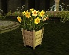 Plant Daffodils