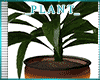 *A* FM Fall Plant 4