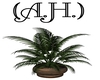 (A.H.) Toby Keith Plants