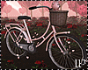 Pink Bear Bicycle
