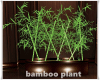 bamboo plant