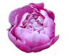 GORGEOUS Pink Flower