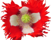 Victoria Cross Poppy
