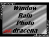dracena / Window