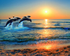 Dolphins Sun Background
