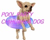 POOL PARTY CHIHUAHUA DOG