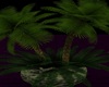Beach African Plant