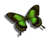 green butterfly R