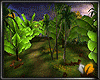 (ED1)Tropical jungle