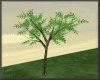 [xo]beautiful tree deriv