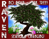 SEASON CHANGING TREE!