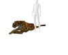 My Pet Leopard