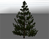 Tree realistic spruce