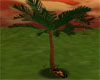 Spa Cuddle Palm