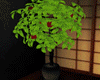 [kyh]zen_plant
