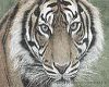 Tiger Head Framed pic