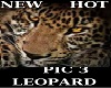 HOT LEOPARD PIC #3