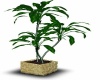 Palm Plant2
