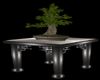 table with bonsai plant