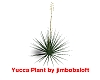 Yucca Plant 01