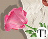 T! Pink Valentine Rose