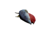 Tuna Cut