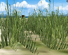 Tropical  Beach Grass